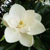 Southern Magnolia Tree Live Plant - 12-24" Tall in Quart Pot - Magnolia grandiflora - Image 1