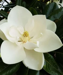 Southern Magnolia Tree Live Plant - 12-24