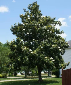 Southern Magnolia Tree Live Plant - 12-24