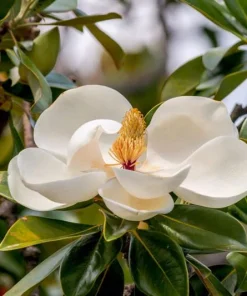Southern Magnolia Tree Live Plant - 12-24