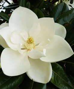 Southern Magnolia Tree Live Plant - 12-24