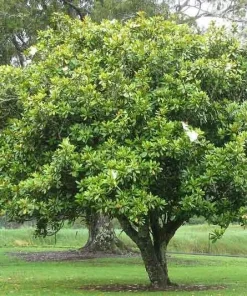 Southern Magnolia Tree Live Plant - 12-24