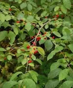 Spice Bush Live Plant - Lindera benzoin Shrub, 6-12 inches, Quart Pot - Image 8