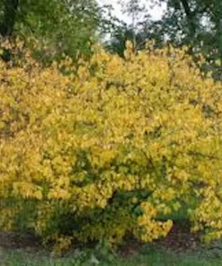 Spice Bush Live Plant - Lindera benzoin Shrub - 8-18