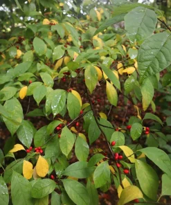 Spice Bush Live Plant - Lindera benzoin Shrub - 8-18