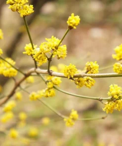 Spice Bush Live Plant - Lindera benzoin Shrub - 8-18