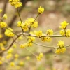 Spice Bush Live Plant - Lindera benzoin Shrub - 8-18" Tall Starter Quart Pot - Image 1
