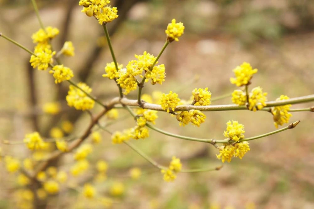 Spice Bush Starter Plant Lindera benzoin - 12-24" Northern Spicebush Shrub Quart Pot - Image 1