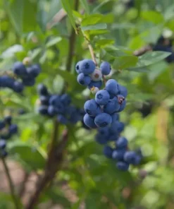 Springhigh Blueberry Live Plant – Vaccinium corymbosum – Southern Highbush Starter Plug - Image 3