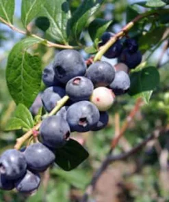 Springhigh Blueberry Live Plant – Vaccinium corymbosum – Southern Highbush Starter Plug - Image 5