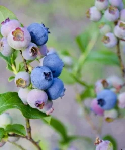 Springhigh Blueberry Live Plant – Vaccinium corymbosum – Southern Highbush Starter Plug - Image 8