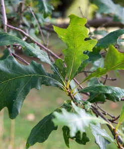 Swamp White Oak Tree Live Plant – Quercus bicolor – 12-24 inch Tall Starter Plant – Quart Pot - Image 4