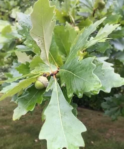 Swamp White Oak Tree Live Plant – Quercus bicolor – 12-24 inch Tall Starter Plant – Quart Pot - Image 5