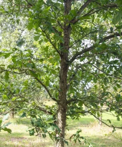 Swamp White Oak Tree Live Plant – Quercus bicolor – 12-24 inch Tall Starter Plant – Quart Pot - Image 6