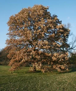Swamp White Oak Tree Live Plant – Quercus bicolor – 12-24 inch Tall Starter Plant – Quart Pot - Image 7