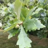 Swamp White Oak Tree Live Plant – Quercus bicolor – 12-24 inch Tall Starter Plant – Quart Pot - Image 1