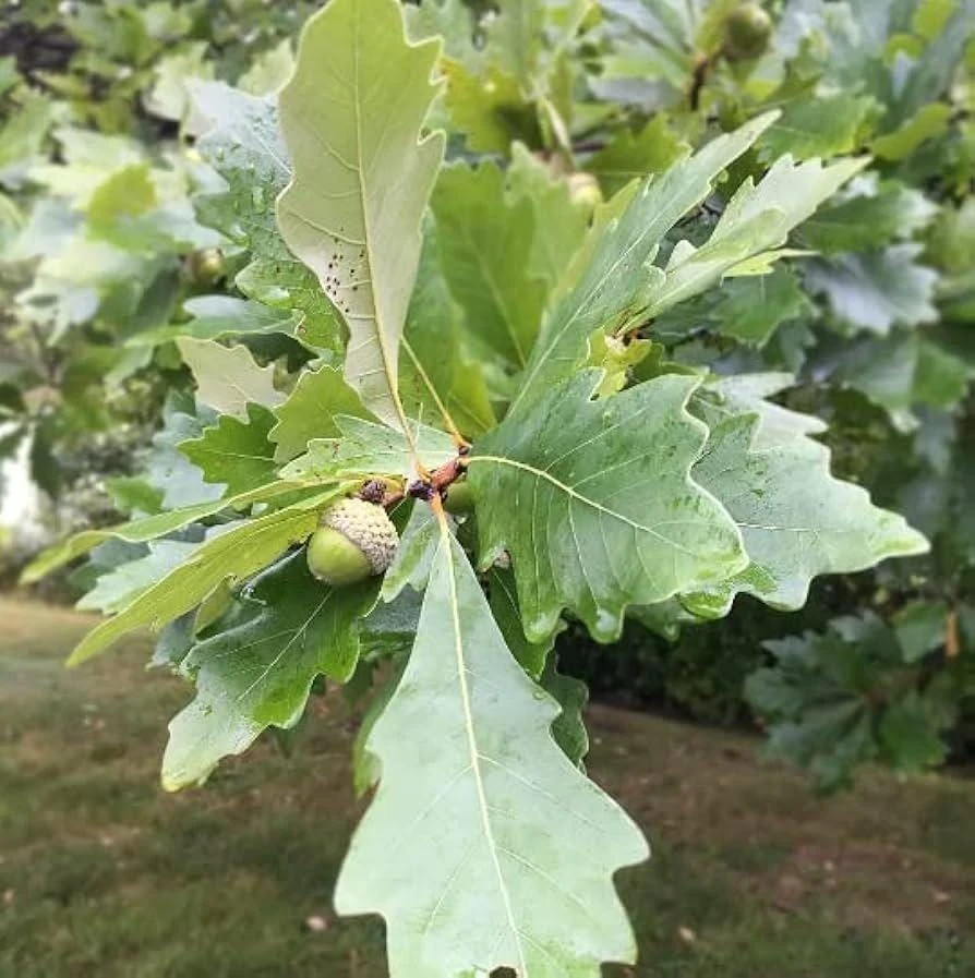 Swamp White Oak Tree (Quercus bicolor) Live Plant – 12-24" Tall Starter Plant - Image 1