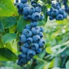 Sweet Crisp Blueberry Starter Plug - 5 Pack Southern Highbush Live Plant - Image 1