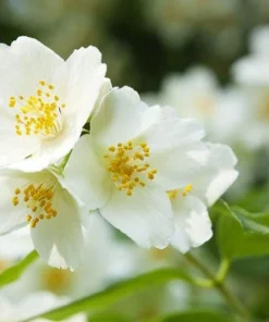 Sweet Mock Orange Bare Root Plant - Philadelphus coronarius 12-24