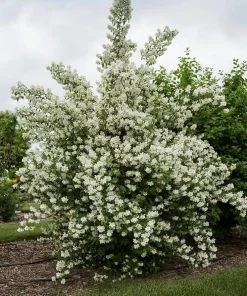 Sweet Mock Orange Bare Root Plant - Philadelphus coronarius 12-24