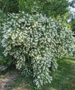 Sweet Mock Orange Bare Root Plant - Philadelphus coronarius 12-24