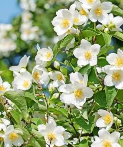 Sweet Mock Orange Bare Root Plant - Philadelphus coronarius 12-24