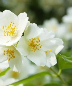 Sweet Mock Orange Live Plant – Philadelphus coronarius – 12-24