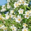 Sweet Mock Orange Live Plant – Philadelphus coronarius – 12-24" Tall Starter Shrub for Fragrant Gardens - Image 1