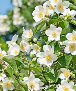 Sweet Mock Orange Live Plant – Philadelphus coronarius – 12-24