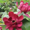 Sweet Shrub Carolina Allspice Bare Root Plant - Calycanthus floridus 12-24" - Image 1