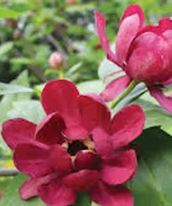 Sweet Shrub Carolina Allspice Bare Root Plant - Calycanthus floridus 12-24