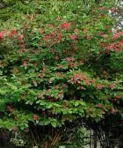 Sweet Shrub Carolina Allspice Bare Root Plant - Calycanthus floridus 12-24