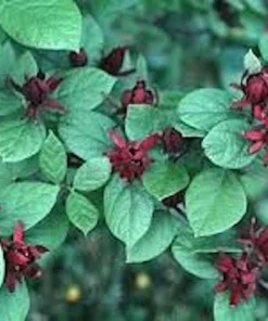 Sweet Shrub Carolina Allspice Bare Root Plant - Calycanthus floridus 12-24