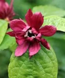 Sweet Shrub Carolina Allspice Live Plant, 6-12