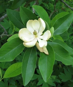 Sweetbay Magnolia Tree Live Plant 12-24