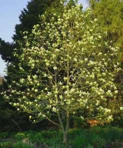 Sweetbay Magnolia Tree Live Plant – 12-24" Tall – Quart Pot – Magnolia virginiana - Image 2