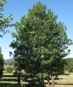 Sweetbay Magnolia Tree Live Plant – 12-24