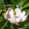 Sweetbay Magnolia Tree Live Plant – 12-24" Tall – Quart Pot – Magnolia virginiana - Image 1