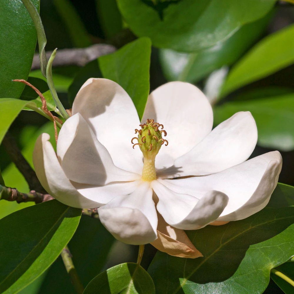 Sweetbay Magnolia Tree Live Plant – 12-24" Tall – Quart Pot – Magnolia virginiana - Image 1