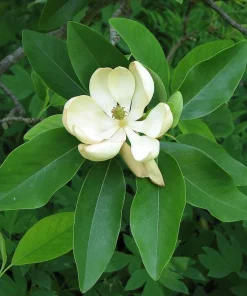 Sweetbay Magnolia Tree Live Plant - Magnolia virginiana - Quart Pot Starter - Image 7
