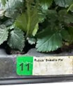 Sweetie Pie Blackberry Bare Root Plant - Perennial Fruit Shrub - Image 3