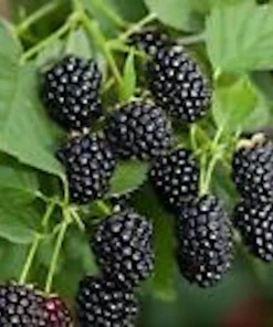 Sweetie Pie Blackberry Bare Root Plant - Perennial Fruit Shrub - Image 4