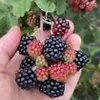 Sweetie Pie Blackberry Bare Root Plant - Perennial Fruit Shrub - Image 1