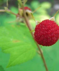 Thimbleberry Raspberry Live Plant – Thornless Berry Bush – Zones 3-8 - Image 1