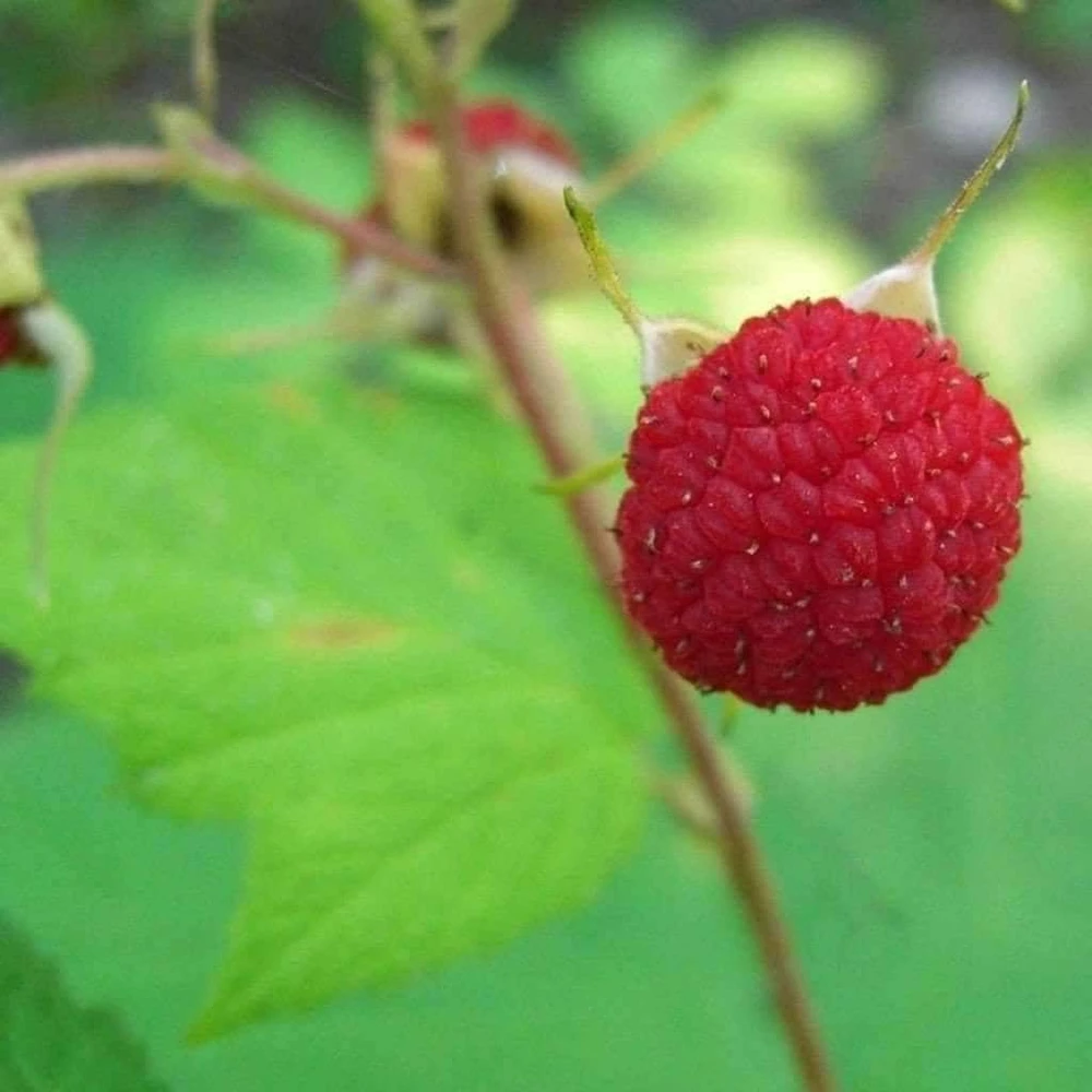 Thimbleberry Raspberry Live Plant – Thornless Berry Bush – Zones 3-8 - Image 1
