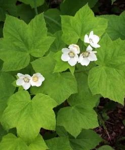 Thimbleberry Raspberry Live Plant – Thornless Berry Bush – Zones 3-8 - Image 2