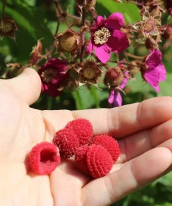 Thimbleberry Raspberry Live Plant – Thornless Berry Bush – Zones 3-8 - Image 3