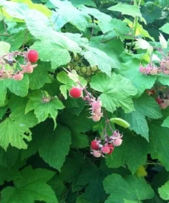Thimbleberry Raspberry Live Plant – Thornless Berry Bush – Zones 3-8 - Image 4