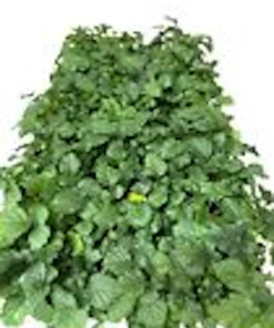 Thornless Boysenberry Live Plant - Rubus Hybrid Fruit Bush Starter - Image 2
