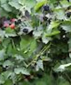 Thornless Boysenberry Live Plant - Rubus Hybrid Fruit Bush Starter - Image 6